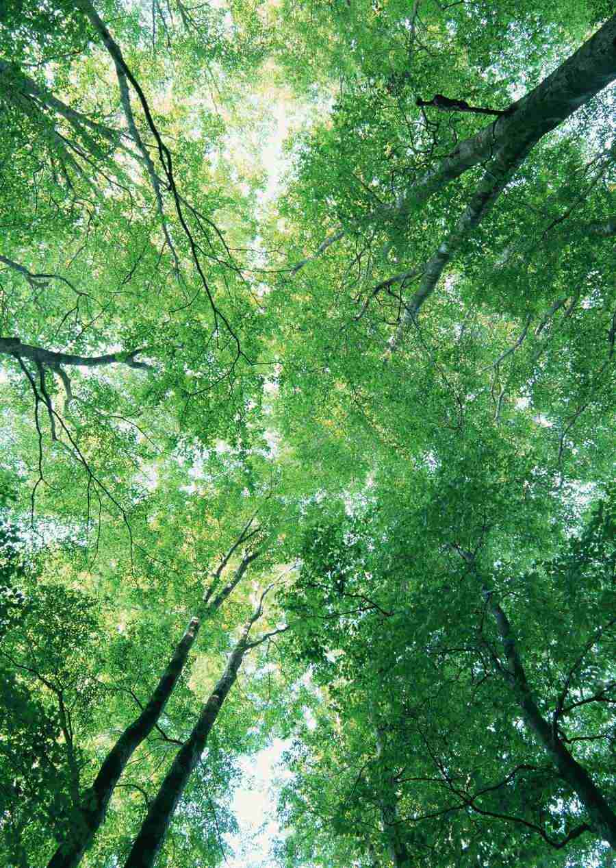 Forest Depths - Datacraft Sozaijiten  ></a>
<script language=JavaScript> 
  var txt = 