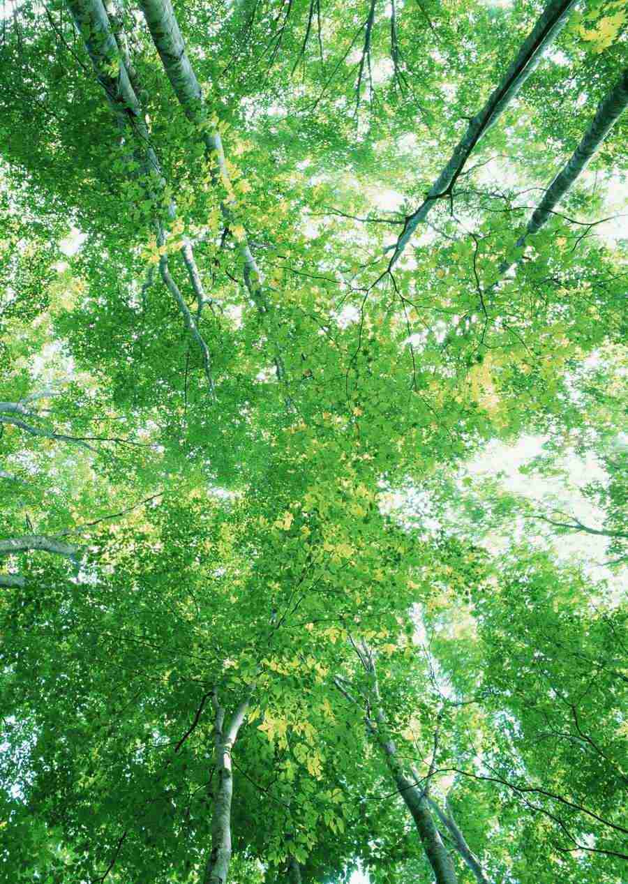 Forest Depths - Datacraft Sozaijiten  ></a>
<script language=JavaScript> 
  var txt = 