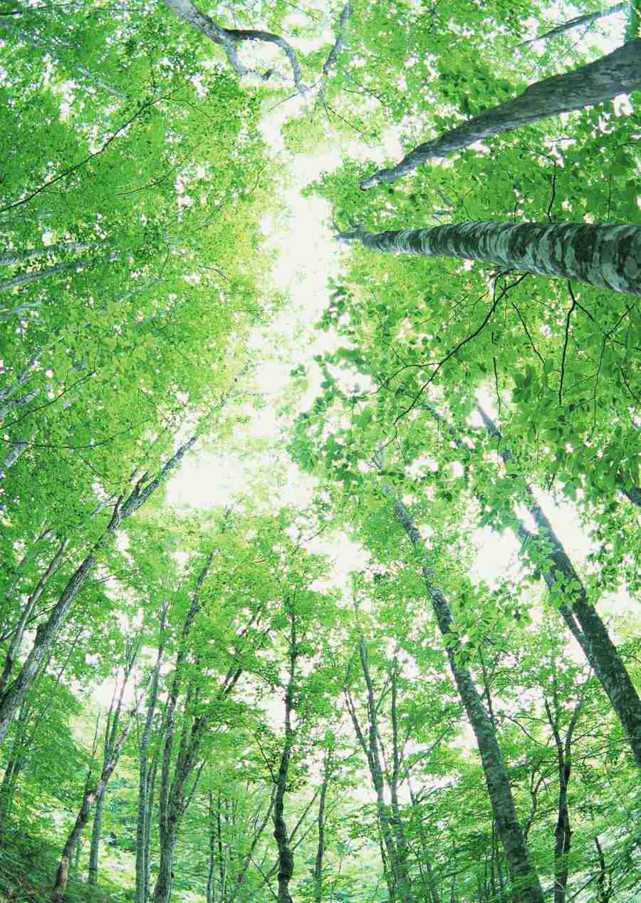Forest Depths - Datacraft Sozaijiten  ></a>
<script language=JavaScript> 
  var txt = 