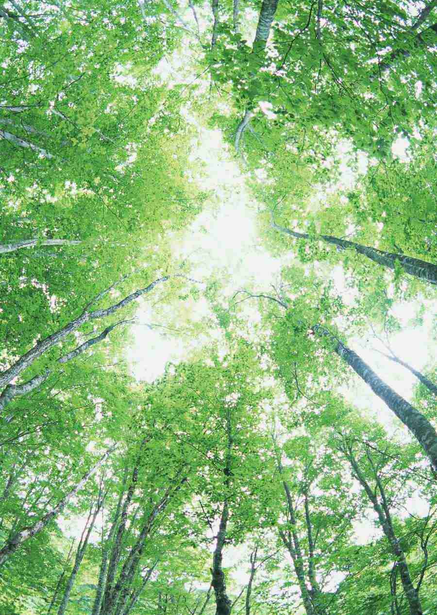 Forest Depths - Datacraft Sozaijiten  ></a>
<script language=JavaScript> 
  var txt = 