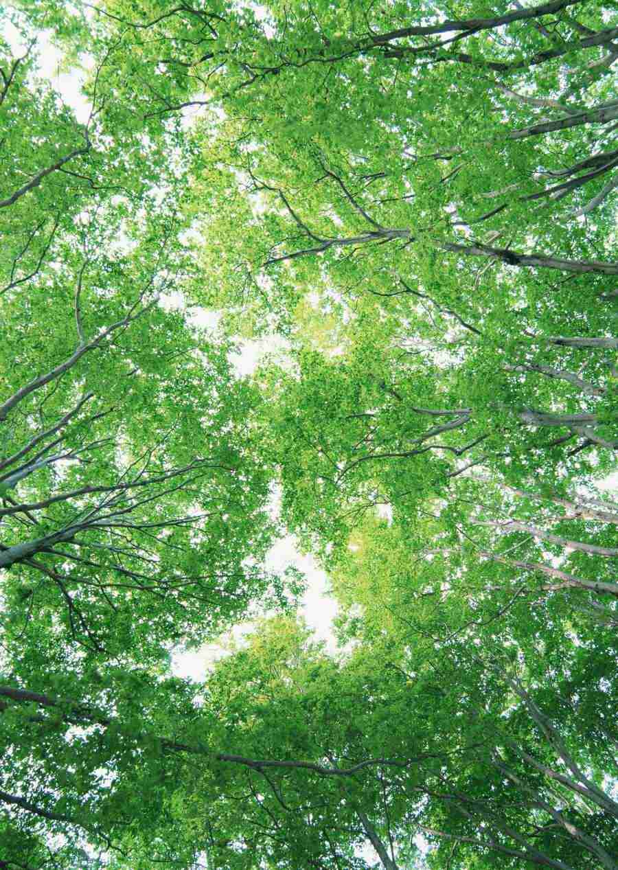 Forest Depths - Datacraft Sozaijiten  ></a>
<script language=JavaScript> 
  var txt = 