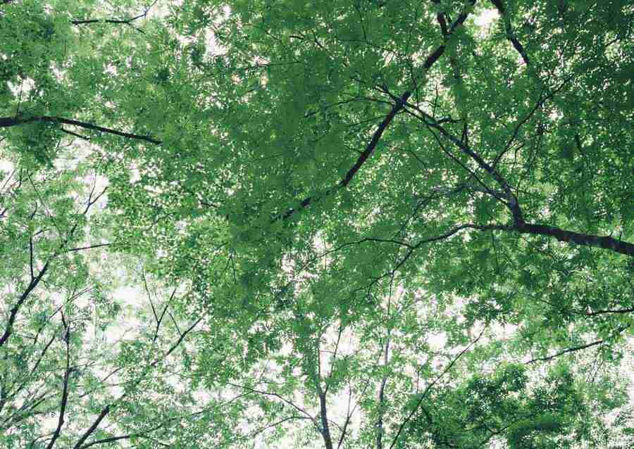 Forest Depths - Datacraft Sozaijiten  ></a>
<script language=JavaScript> 
  var txt = 