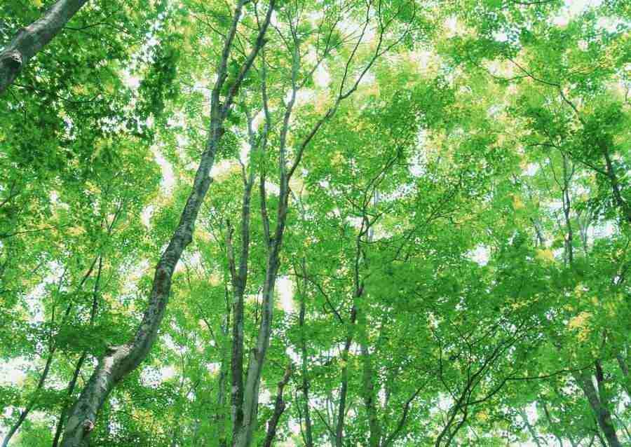 Forest Depths - Datacraft Sozaijiten  ></a>
<script language=JavaScript> 
  var txt = 
