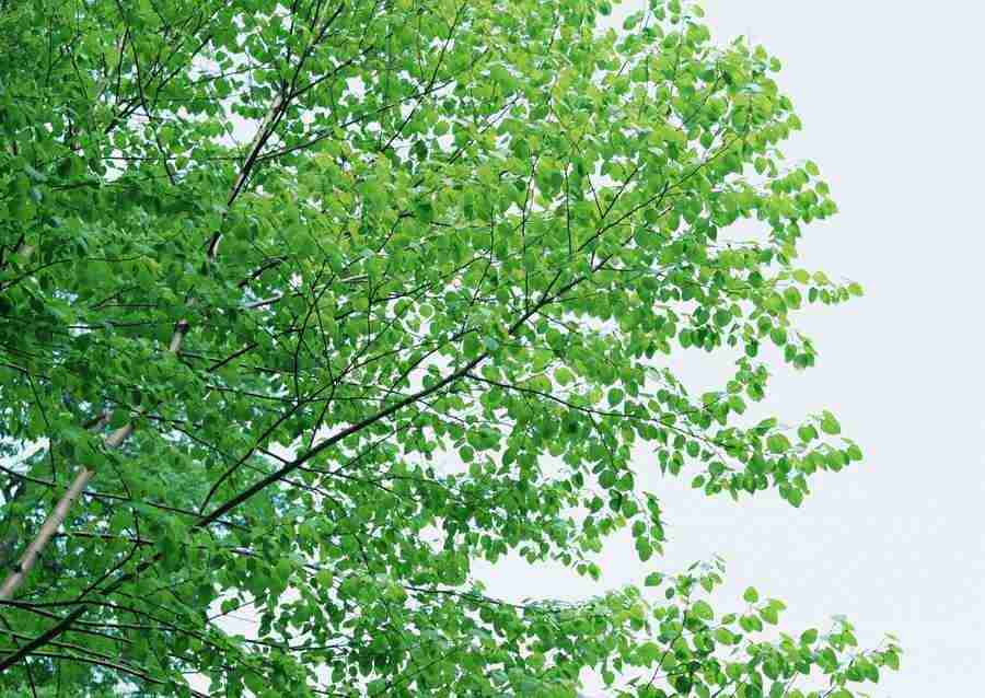 Forest Depths - Datacraft Sozaijiten  ></a>
<script language=JavaScript> 
  var txt = 