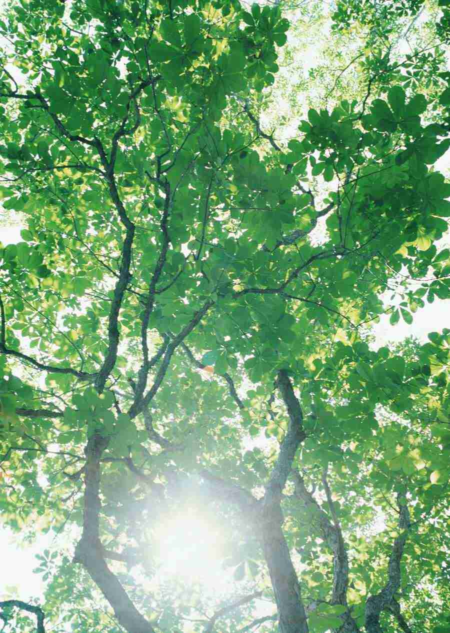 Forest Depths - Datacraft Sozaijiten  ></a>
<script language=JavaScript> 
  var txt = 