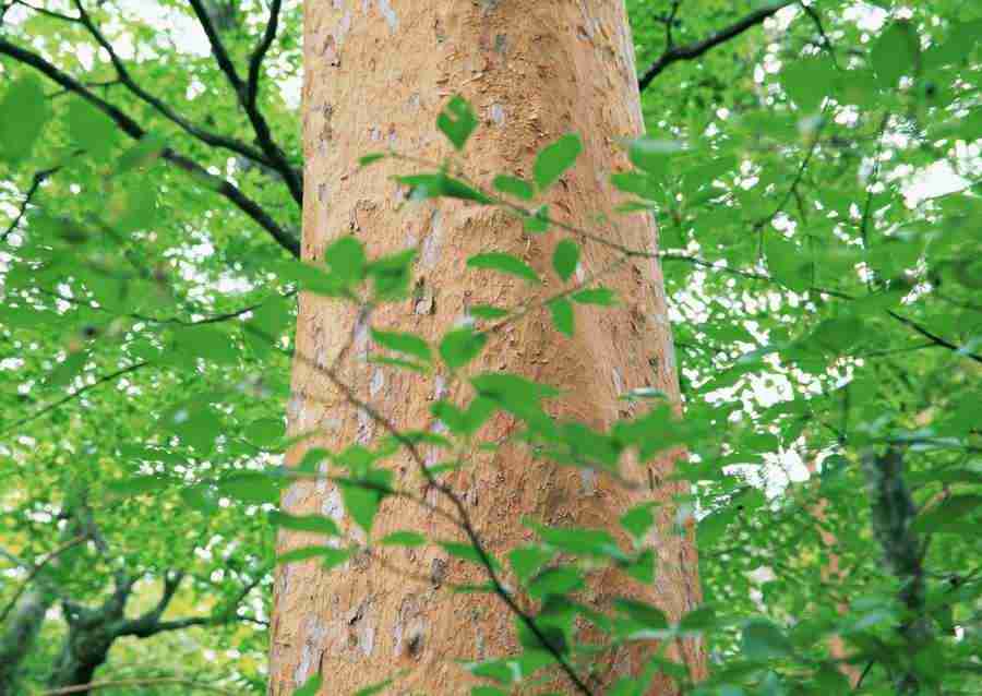 Forest Depths - Datacraft Sozaijiten  ></a>
<script language=JavaScript> 
  var txt = 