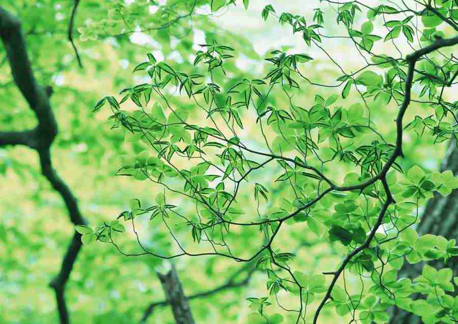 Forest Depths - Datacraft Sozaijiten  ></a>
<script language=JavaScript> 
  var txt = 