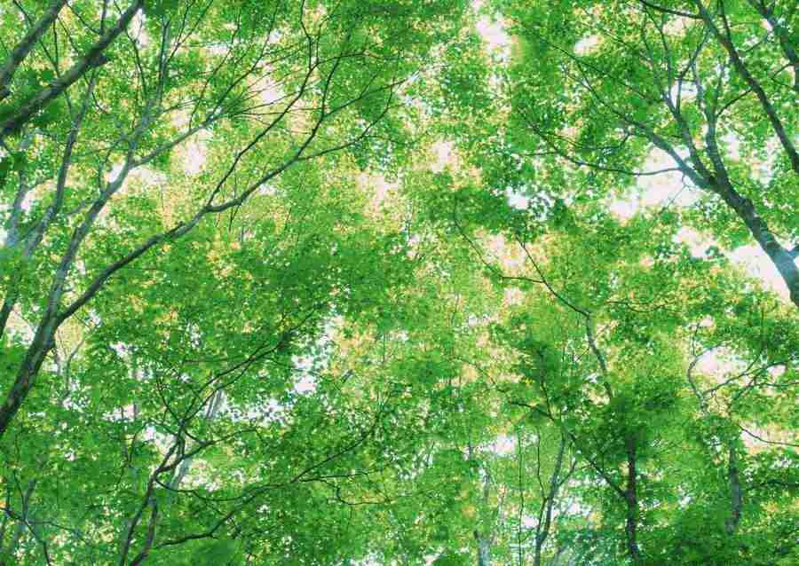 Forest Depths - Datacraft Sozaijiten  ></a>
<script language=JavaScript> 
  var txt = 