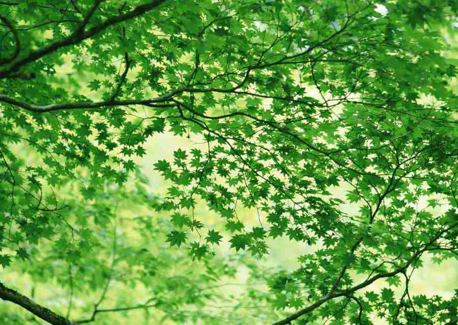 Forest Depths - Datacraft Sozaijiten  ></a>
<script language=JavaScript> 
  var txt = 