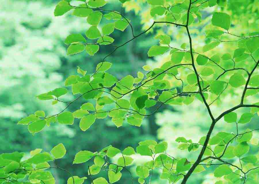 Forest Depths - Datacraft Sozaijiten  ></a>
<script language=JavaScript> 
  var txt = 