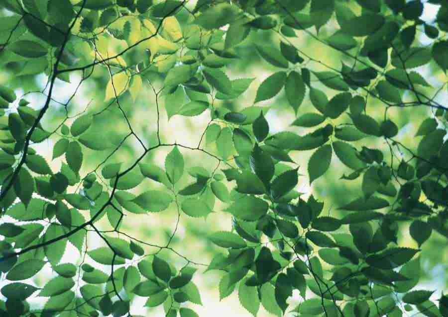 Forest Depths - Datacraft Sozaijiten  ></a>
<script language=JavaScript> 
  var txt = 