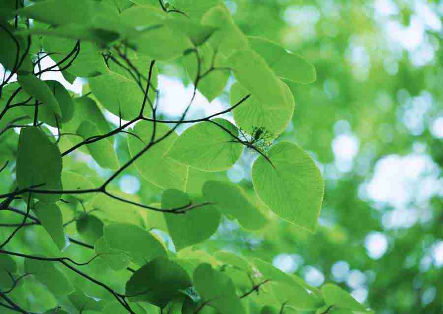 Forest Depths - Datacraft Sozaijiten  ></a>
<script language=JavaScript> 
  var txt = 