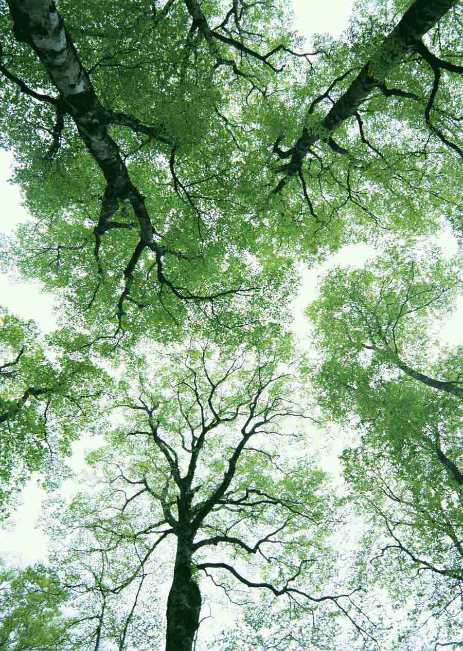 Forest Depths - Datacraft Sozaijiten  ></a>
<script language=JavaScript> 
  var txt = 