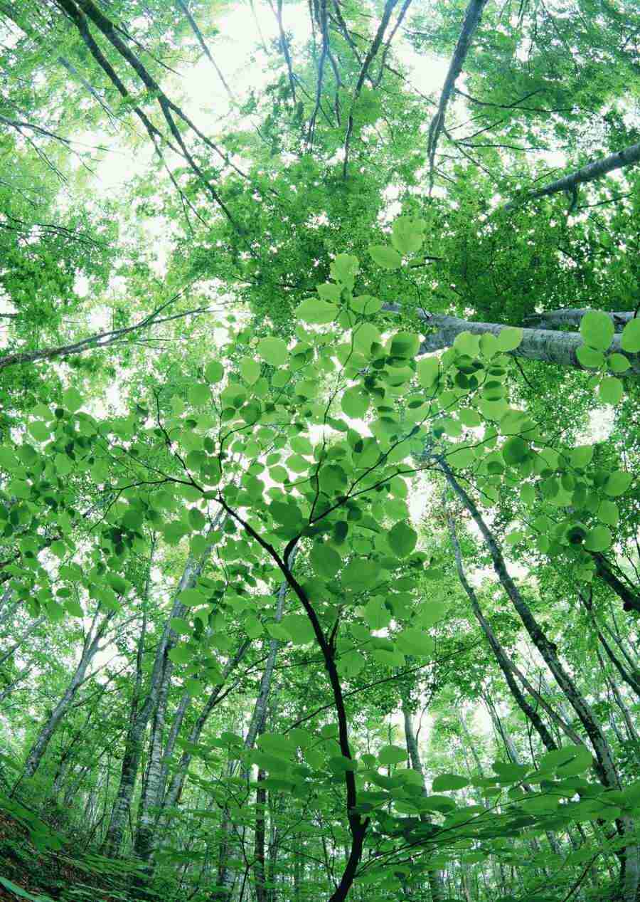 Forest Depths - Datacraft Sozaijiten  ></a>
<script language=JavaScript> 
  var txt = 