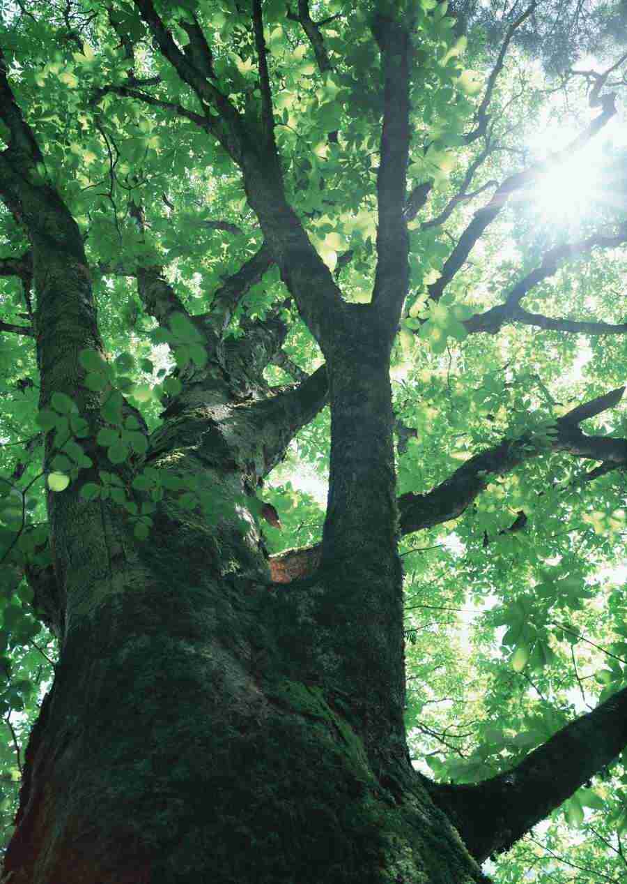Forest Depths - Datacraft Sozaijiten  ></a>
<script language=JavaScript> 
  var txt = 
