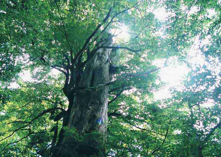 Forest Depths - Datacraft Sozaijiten  ></a>
<script language=JavaScript> 
  var txt = 