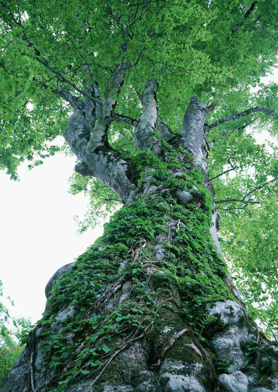 Forest Depths - Datacraft Sozaijiten  ></a>
<script language=JavaScript> 
  var txt = 