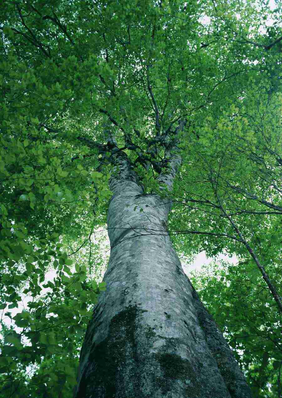 Forest Depths - Datacraft Sozaijiten  ></a>
<script language=JavaScript> 
  var txt = 