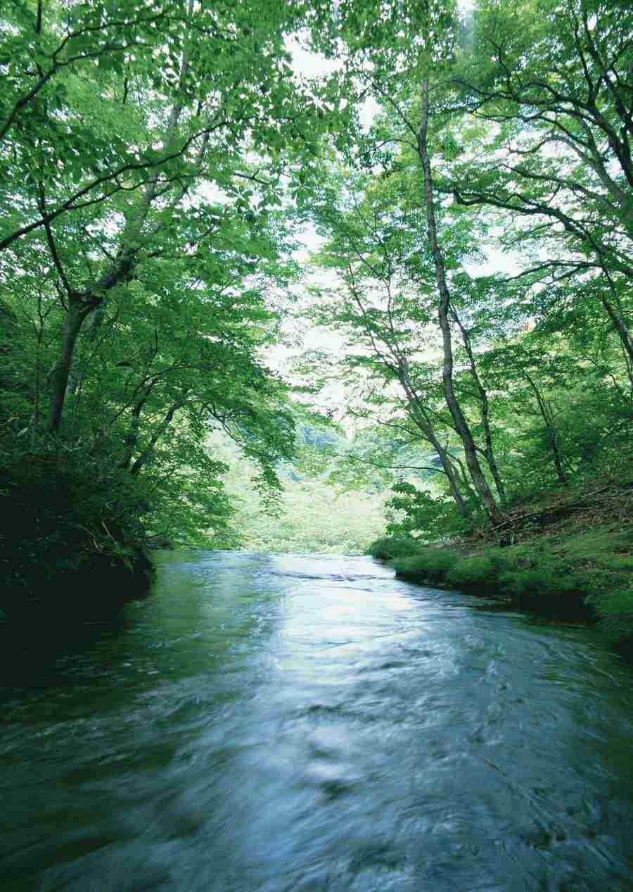 Forest Depths - Datacraft Sozaijiten  ></a>
<script language=JavaScript> 
  var txt = 