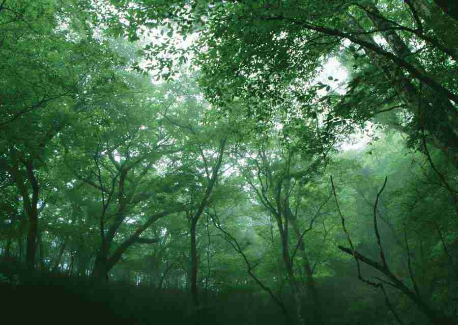 Forest Depths - Datacraft Sozaijiten  ></a>
<script language=JavaScript> 
  var txt = 