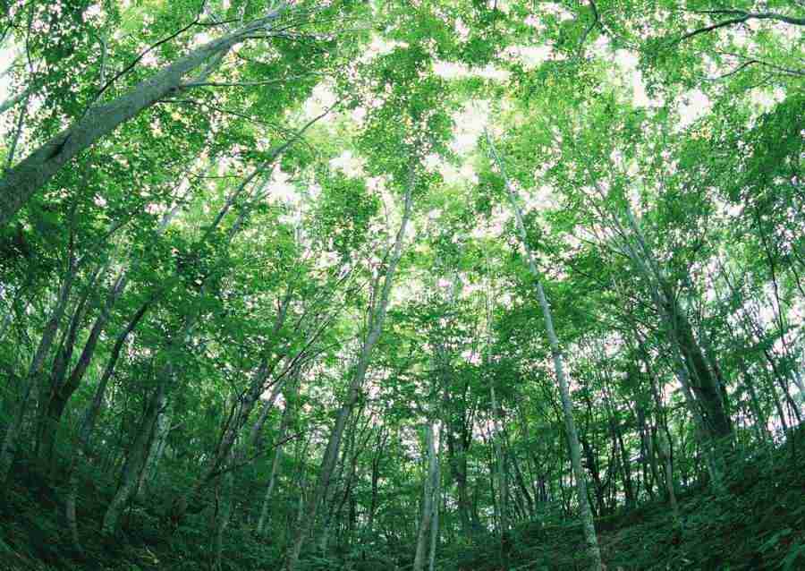 Forest Depths - Datacraft Sozaijiten  ></a>
<script language=JavaScript> 
  var txt = 