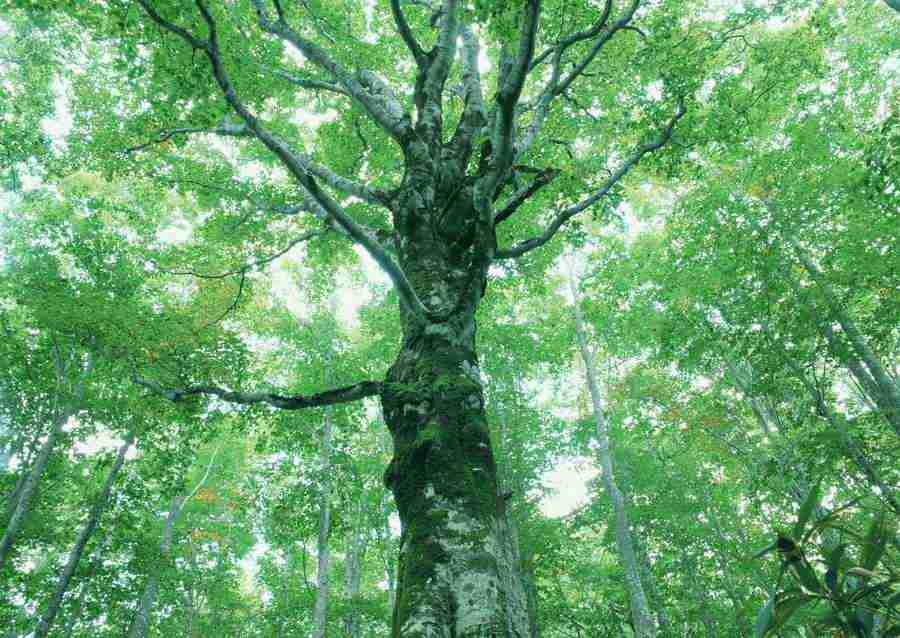 Forest Depths - Datacraft Sozaijiten  ></a>
<script language=JavaScript> 
  var txt = 