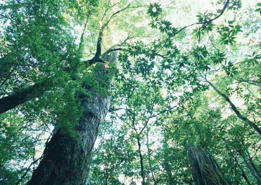Forest Depths - Datacraft Sozaijiten  ></a>
<script language=JavaScript> 
  var txt = 