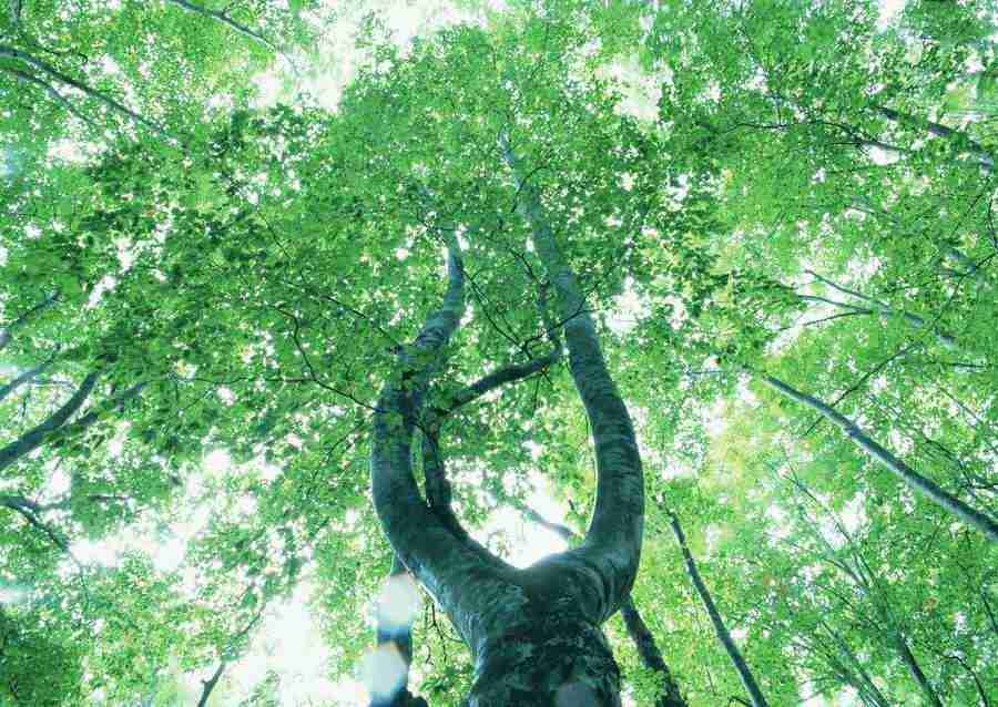 Forest Depths - Datacraft Sozaijiten  ></a>
<script language=JavaScript> 
  var txt = 