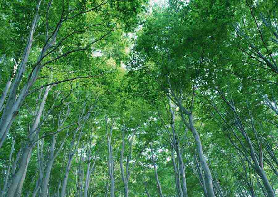 Forest Depths - Datacraft Sozaijiten  ></a>
<script language=JavaScript> 
  var txt = 