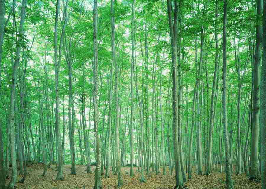 Forest Depths - Datacraft Sozaijiten  ></a>
<script language=JavaScript> 
  var txt = 
