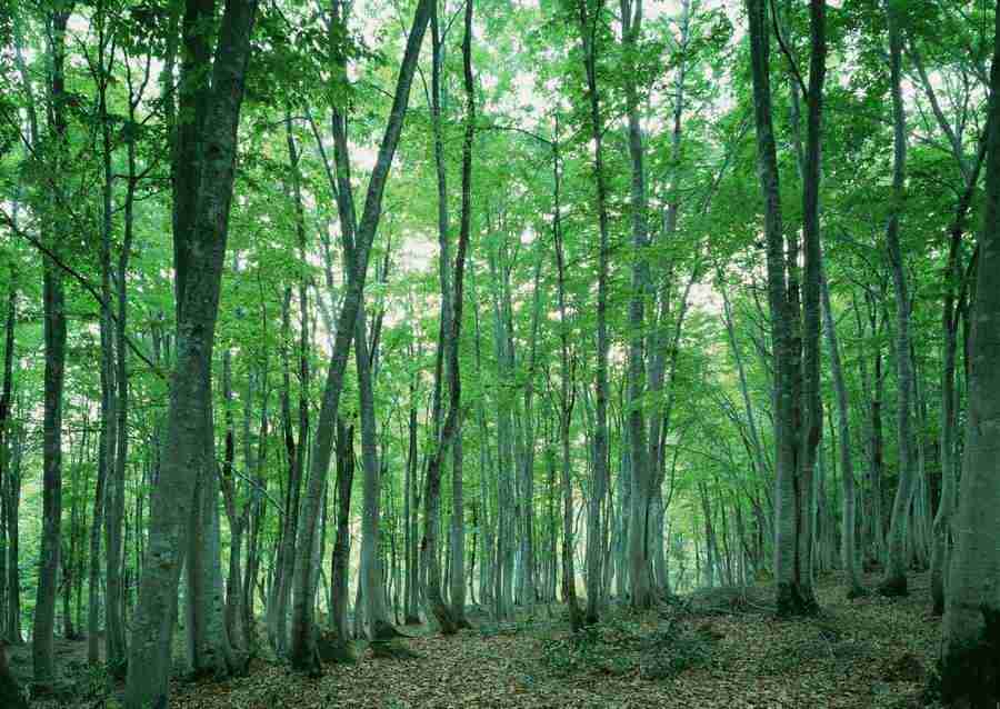 Forest Depths - Datacraft Sozaijiten  ></a>
<script language=JavaScript> 
  var txt = 