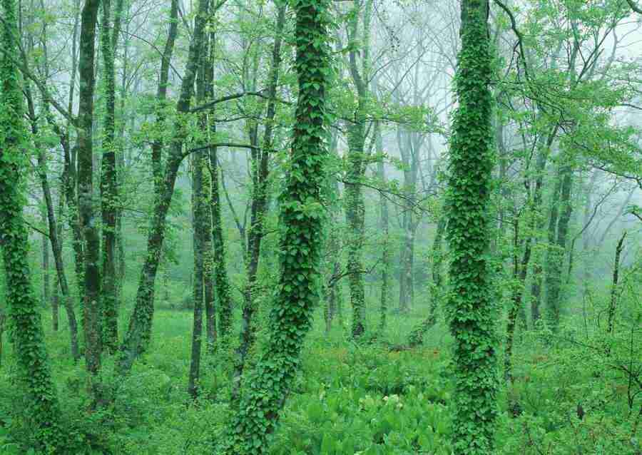 Forest Depths - Datacraft Sozaijiten  ></a>
<script language=JavaScript> 
  var txt = 