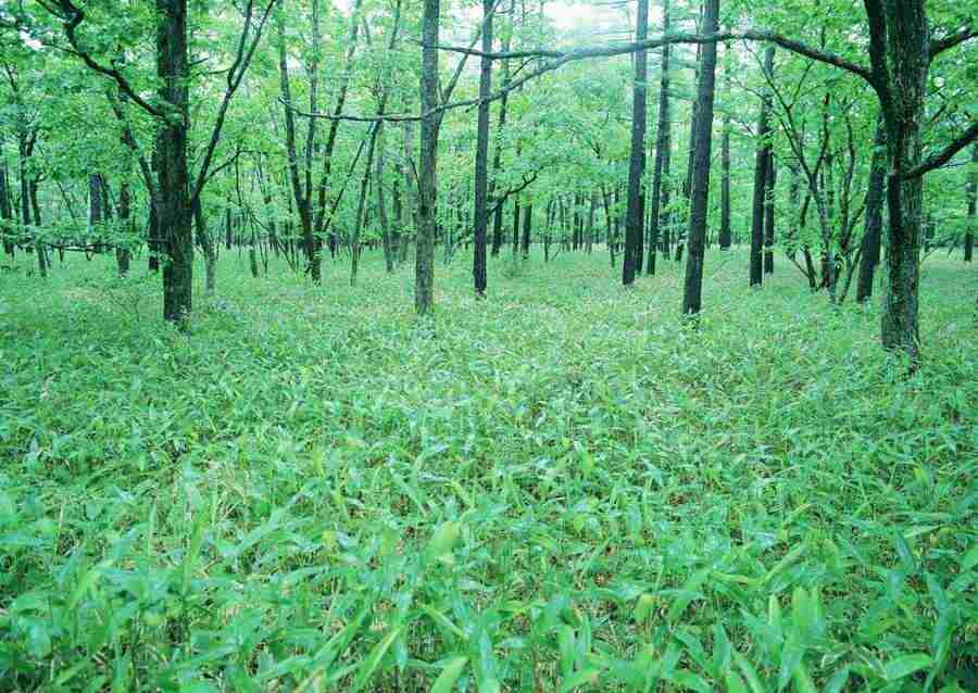 Forest Depths - Datacraft Sozaijiten  ></a>
<script language=JavaScript> 
  var txt = 