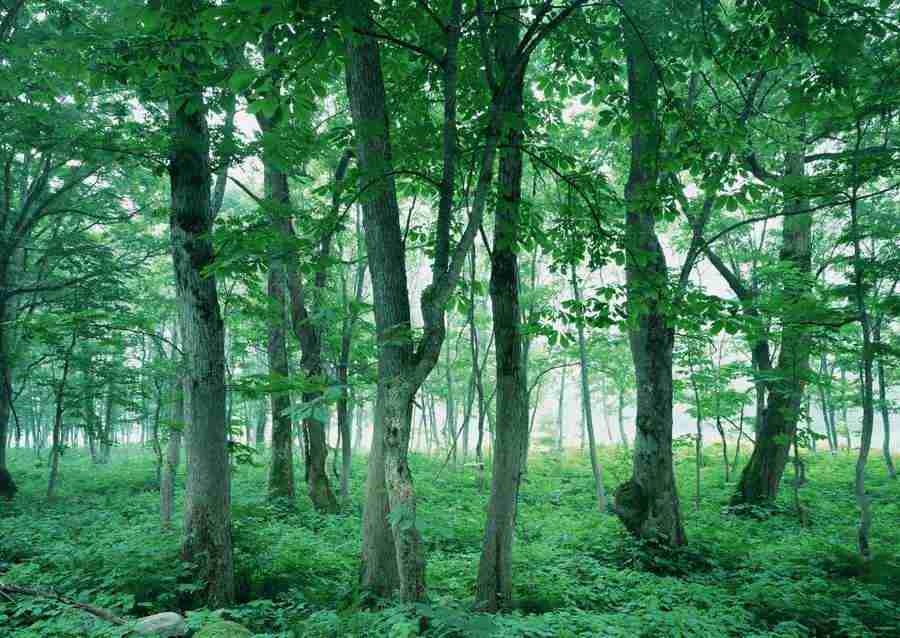 Forest Depths - Datacraft Sozaijiten  ></a>
<script language=JavaScript> 
  var txt = 