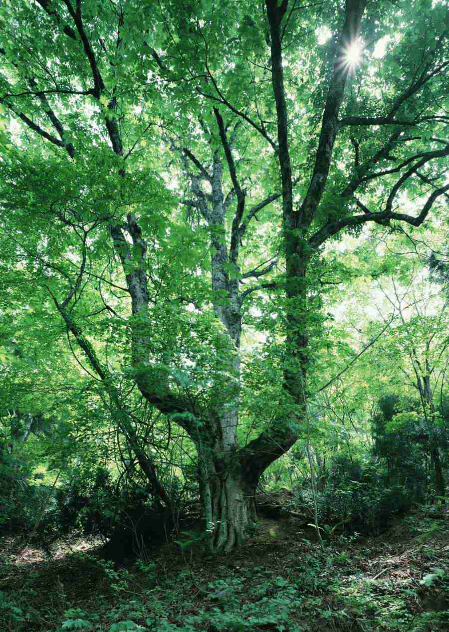 Forest Depths - Datacraft Sozaijiten  ></a>
<script language=JavaScript> 
  var txt = 