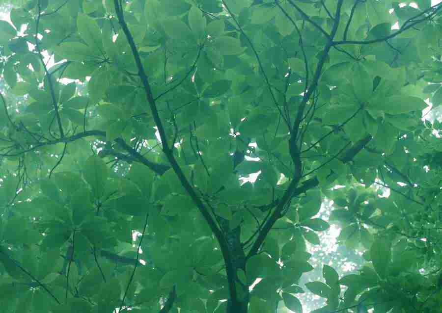 Forest Depths - Datacraft Sozaijiten  ></a>
<script language=JavaScript> 
  var txt = 