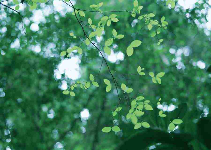 Forest Depths - Datacraft Sozaijiten  ></a>
<script language=JavaScript> 
  var txt = 