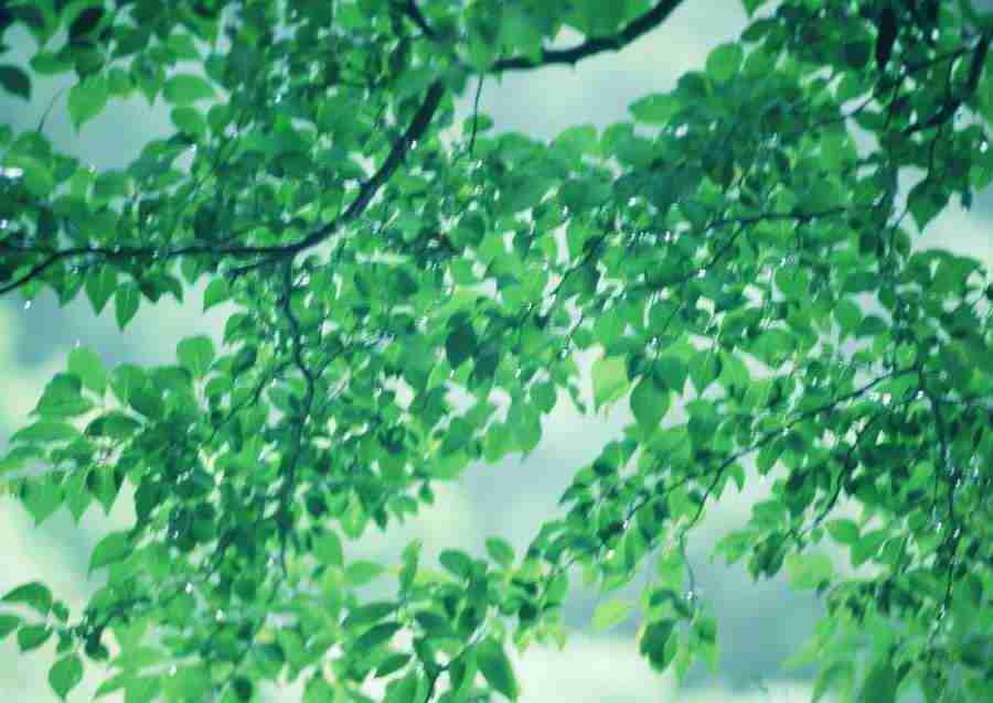 Forest Depths - Datacraft Sozaijiten  ></a>
<script language=JavaScript> 
  var txt = 