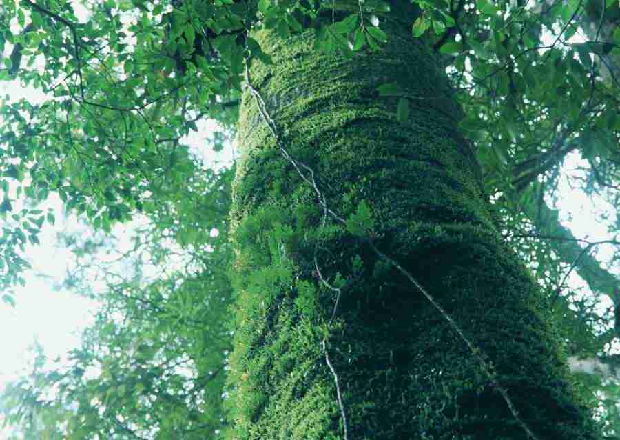 Forest Depths - Datacraft Sozaijiten  ></a>
<script language=JavaScript> 
  var txt = 