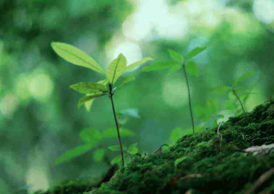 Forest Depths - Datacraft Sozaijiten  ></a>
<script language=JavaScript> 
  var txt = 