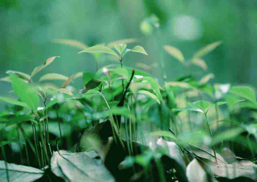 Forest Depths - Datacraft Sozaijiten  ></a>
<script language=JavaScript> 
  var txt = 