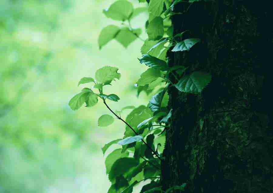 Forest Depths - Datacraft Sozaijiten  ></a>
<script language=JavaScript> 
  var txt = 