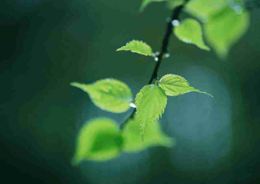Forest Depths - Datacraft Sozaijiten  ></a>
<script language=JavaScript> 
  var txt = 