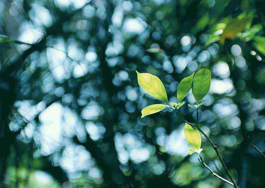 Forest Depths - Datacraft Sozaijiten  ></a>
<script language=JavaScript> 
  var txt = 