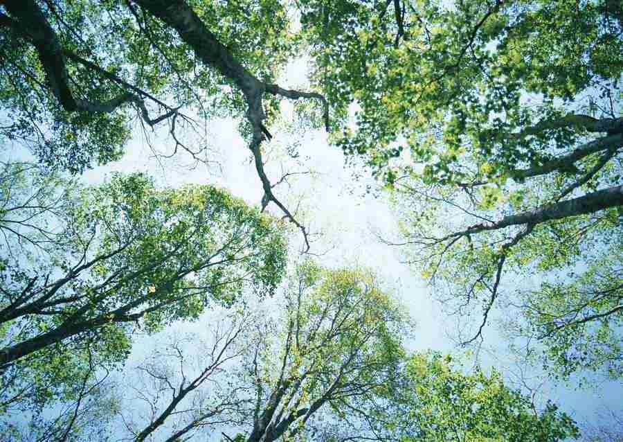 Forest Depths - Datacraft Sozaijiten  ></a>
<script language=JavaScript> 
  var txt = 