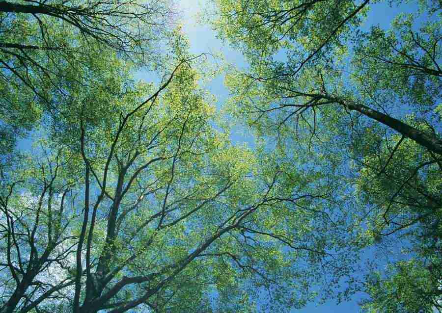 Forest Depths - Datacraft Sozaijiten  ></a>
<script language=JavaScript> 
  var txt = 