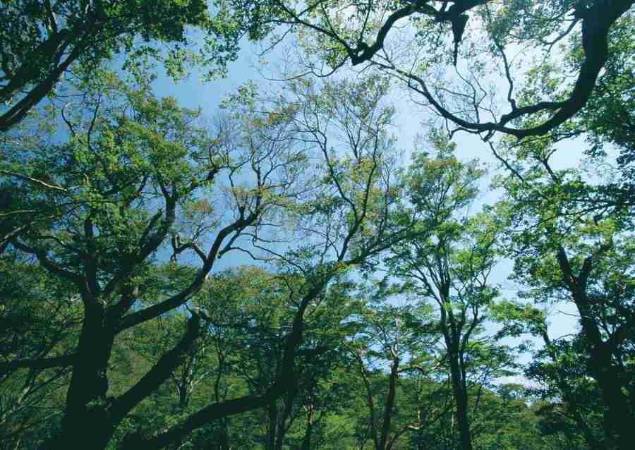 Forest Depths - Datacraft Sozaijiten  ></a>
<script language=JavaScript> 
  var txt = 