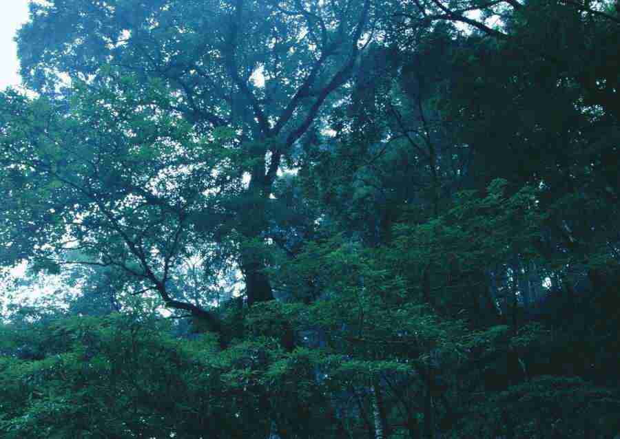 Forest Depths - Datacraft Sozaijiten  ></a>
<script language=JavaScript> 
  var txt = 