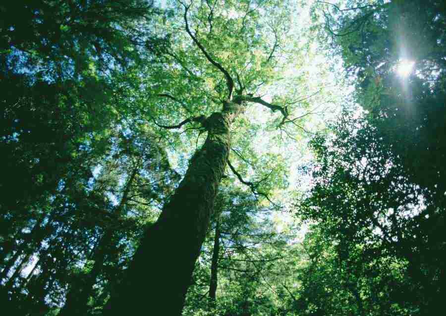 Forest Depths - Datacraft Sozaijiten  ></a>
<script language=JavaScript> 
  var txt = 