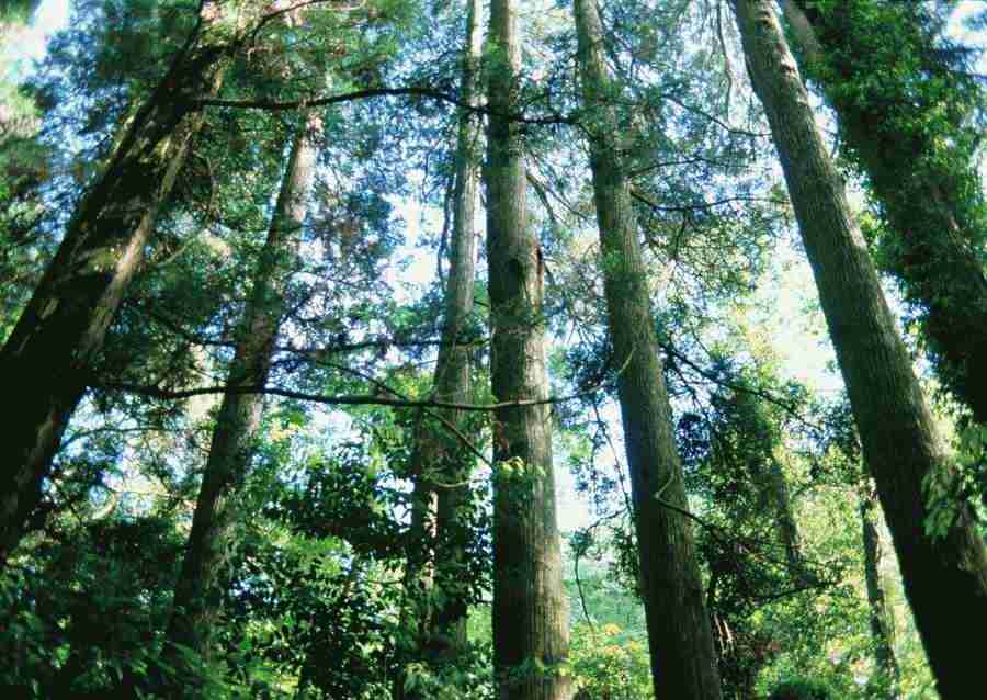 Forest Depths - Datacraft Sozaijiten  ></a>
<script language=JavaScript> 
  var txt = 